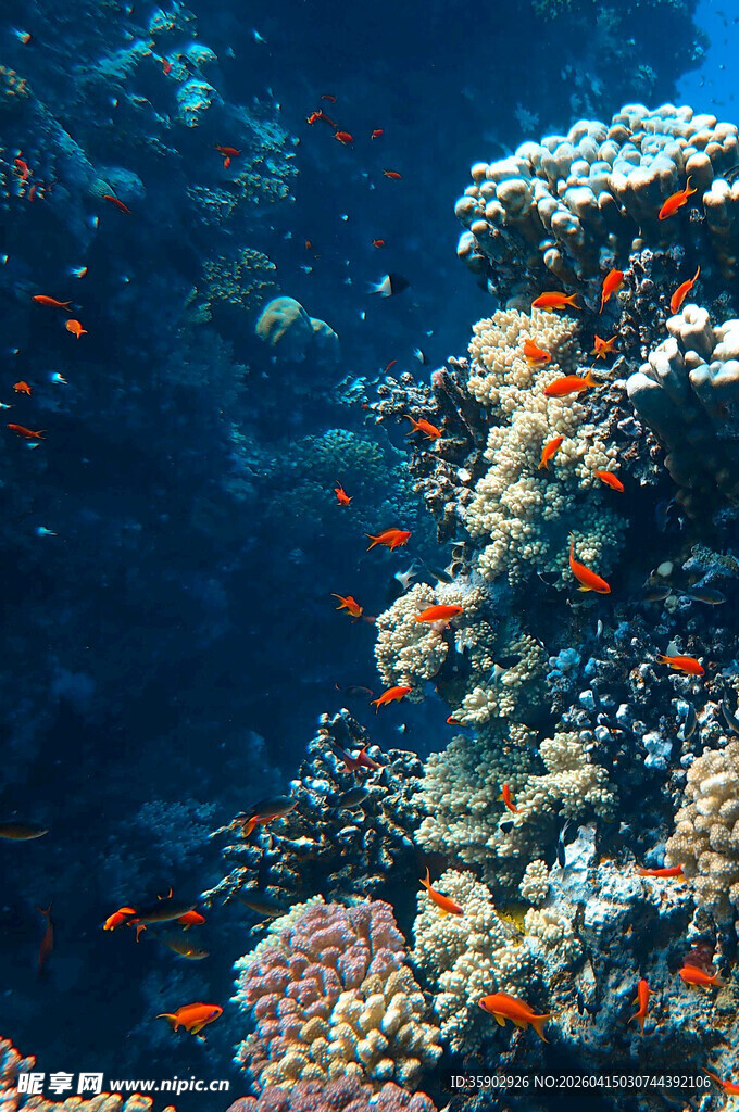 海底绚丽多彩的珊瑚与鱼群