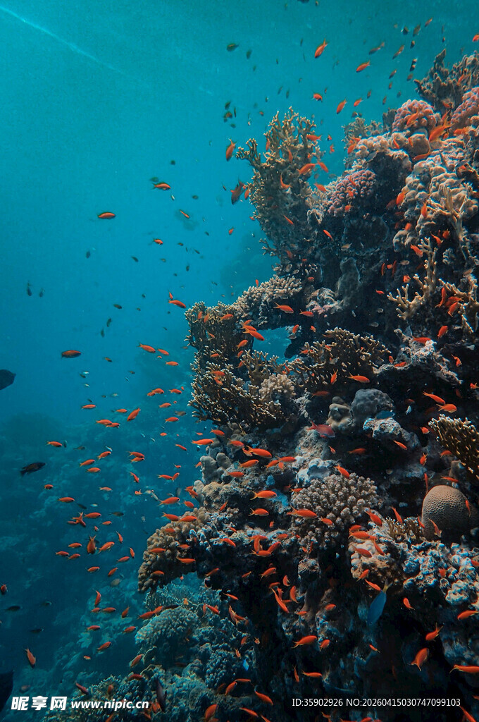 海底珊瑚与缤纷小鱼