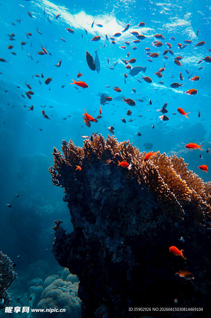 海底珊瑚与缤纷鱼群