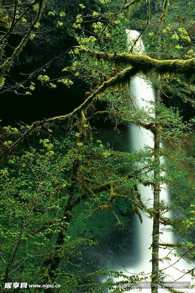 森林中的瀑布景观