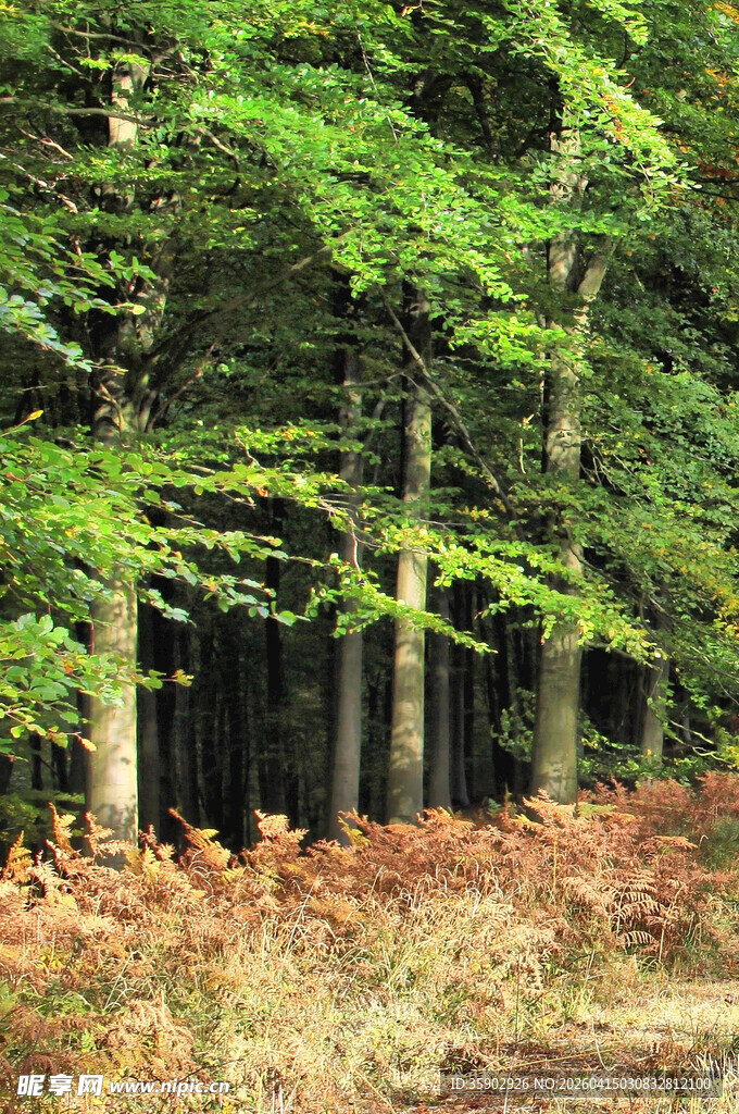 森林绿意盎然的秋日景象