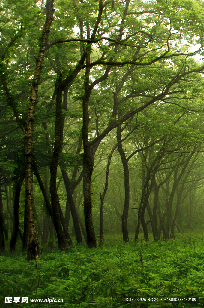 静谧森林绿意盎然的景象