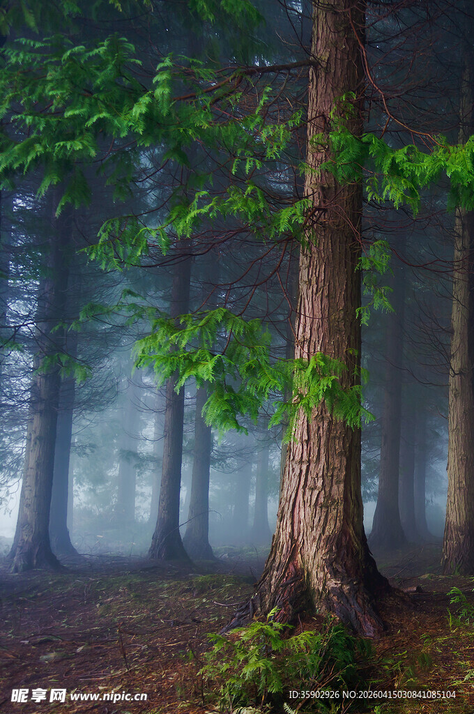 迷雾森林中的挺拔树木