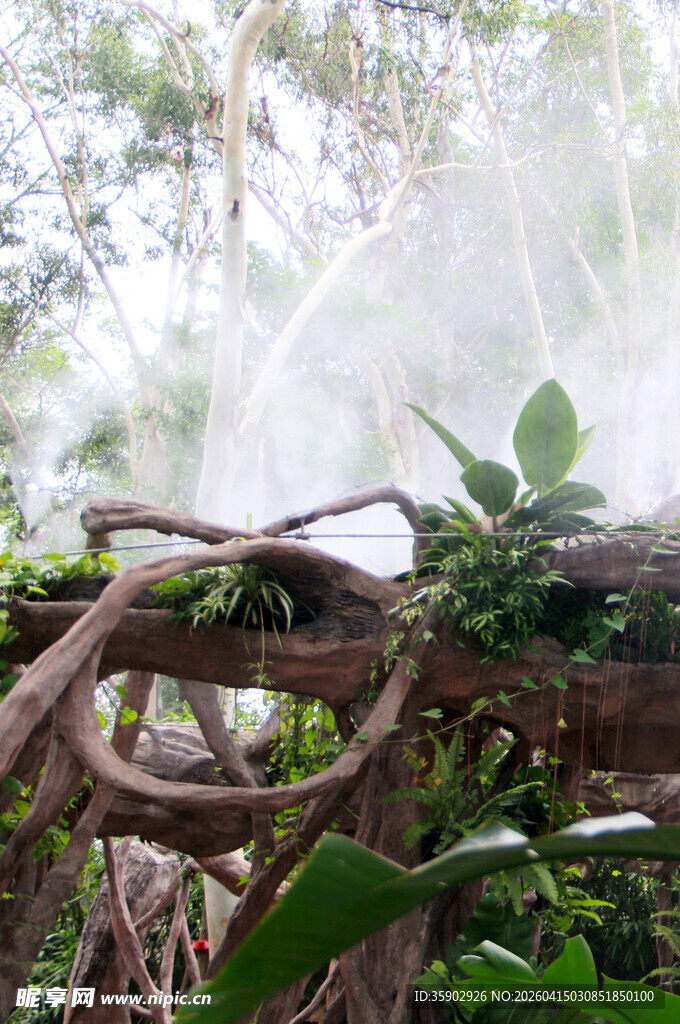 雨林中雾气弥漫的藤蔓景观
