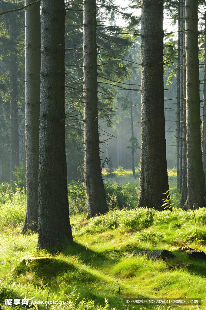 阳光洒落的静谧森林