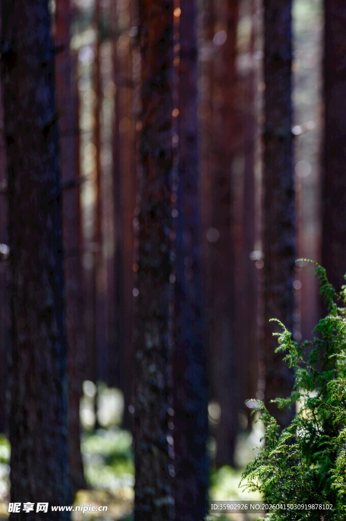 森林中的树木与绿植