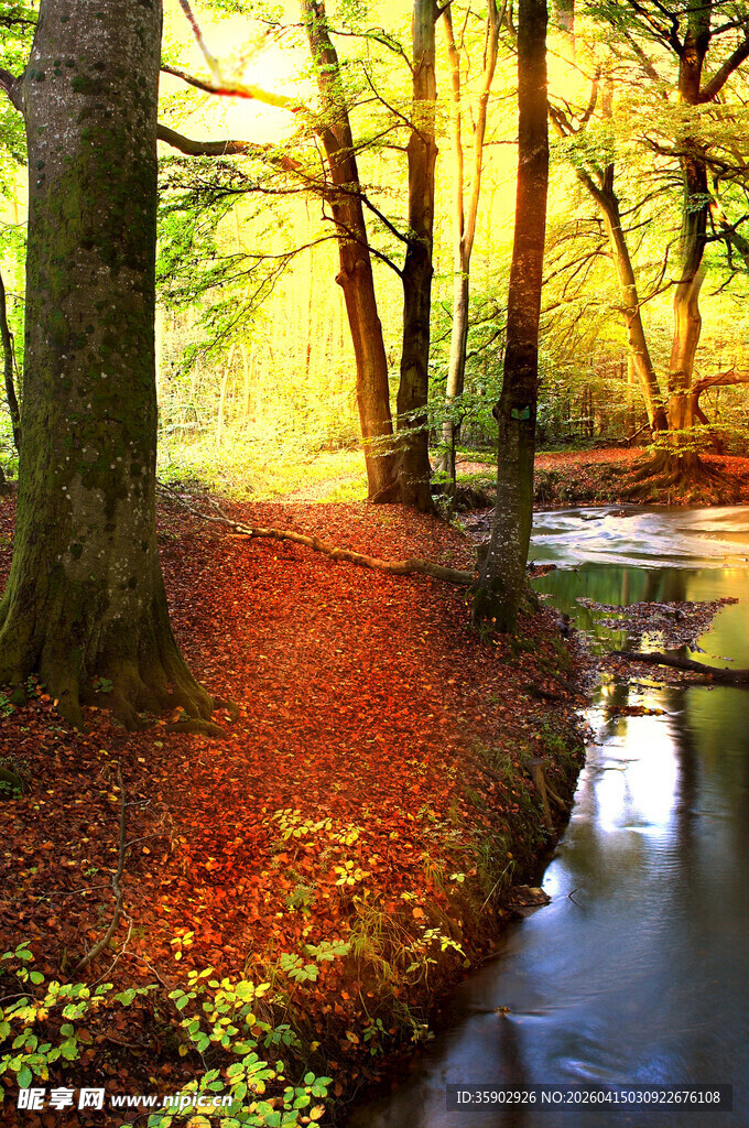 秋日林间小溪美景