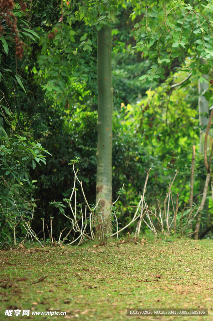 森林中的树木与地面景象