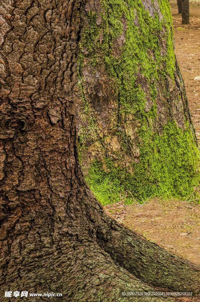 古老树干上的翠绿藤蔓