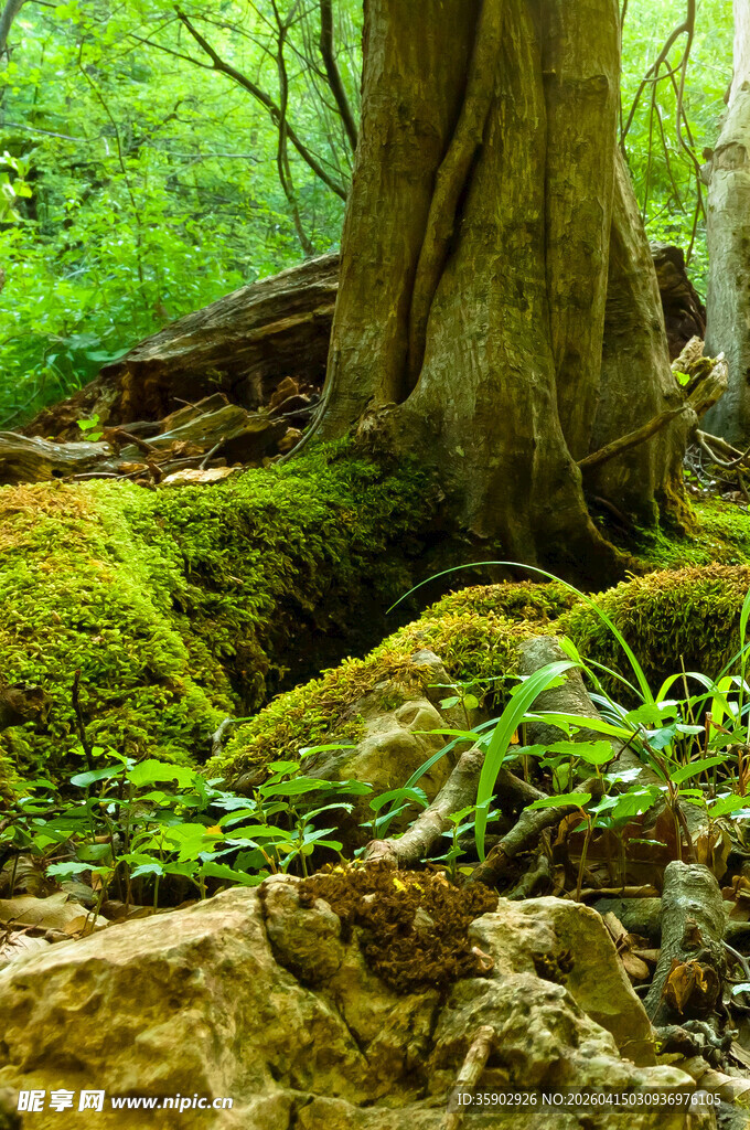 森林中长满苔藓的古老树根