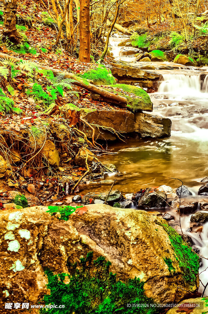 林间溪流尽显自然之美