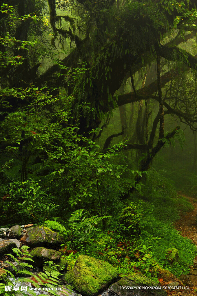 迷雾中的幽森绿意森林