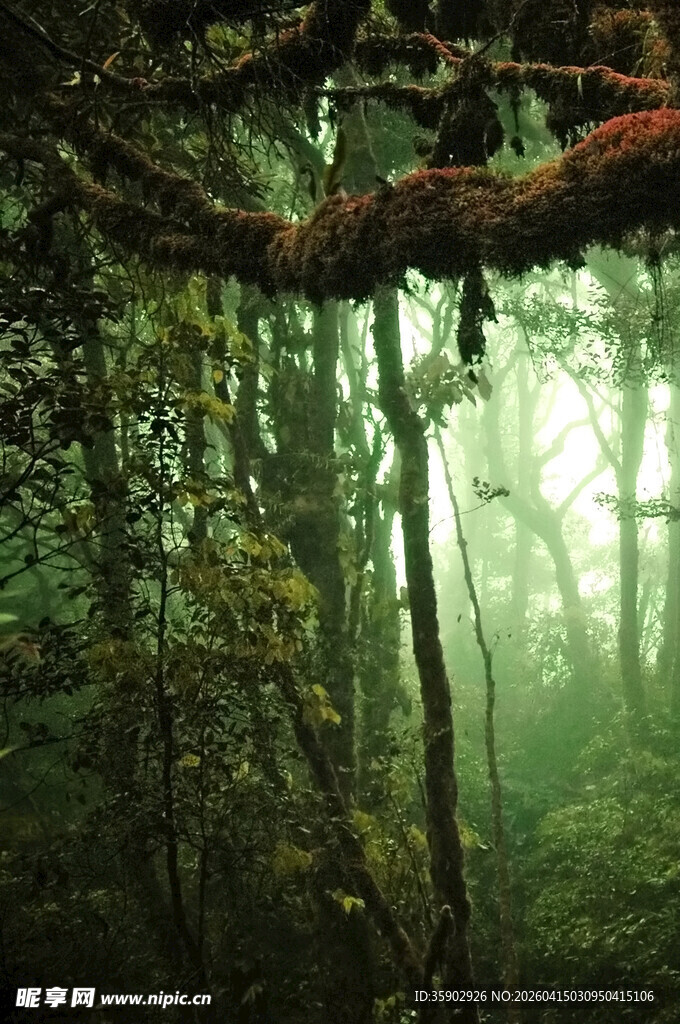 迷雾笼罩的神秘森林
