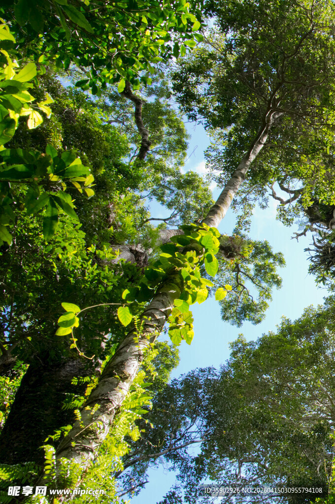 仰视茂密森林绿意盎然