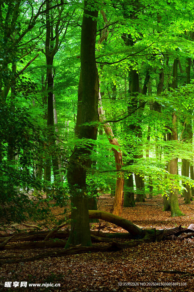 阳光洒落的静谧森林