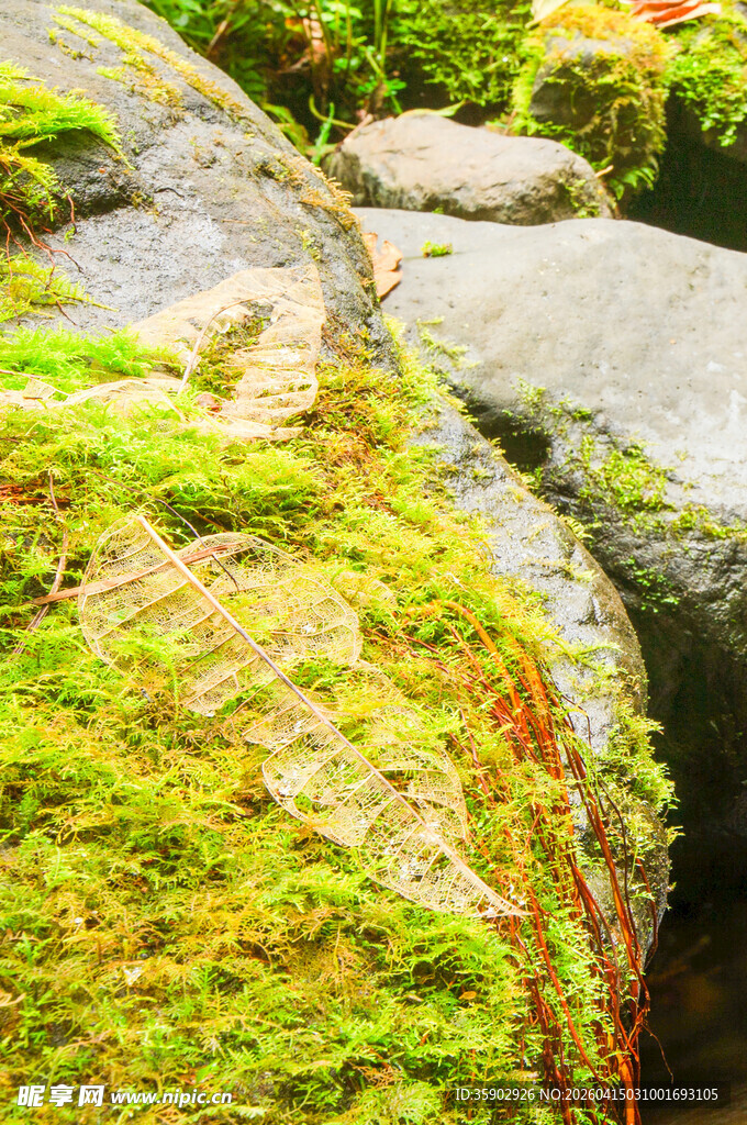 长满青苔的湿润岩石