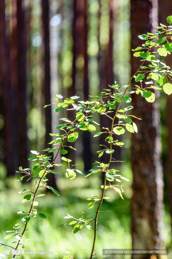 林间嫩绿枝叶生机盎然