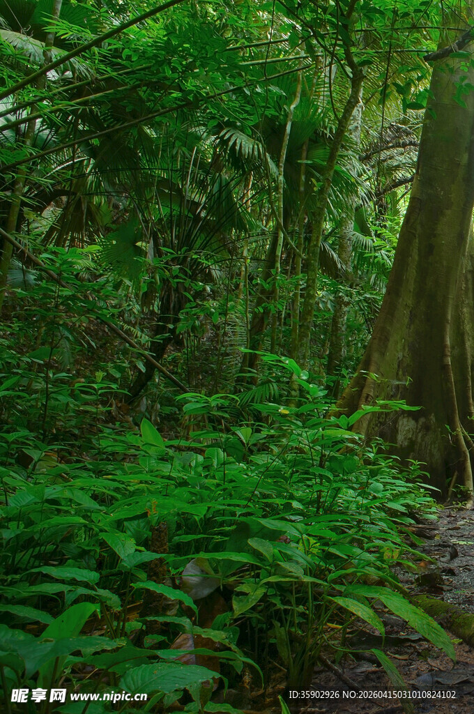 茂密森林中的绿意小径