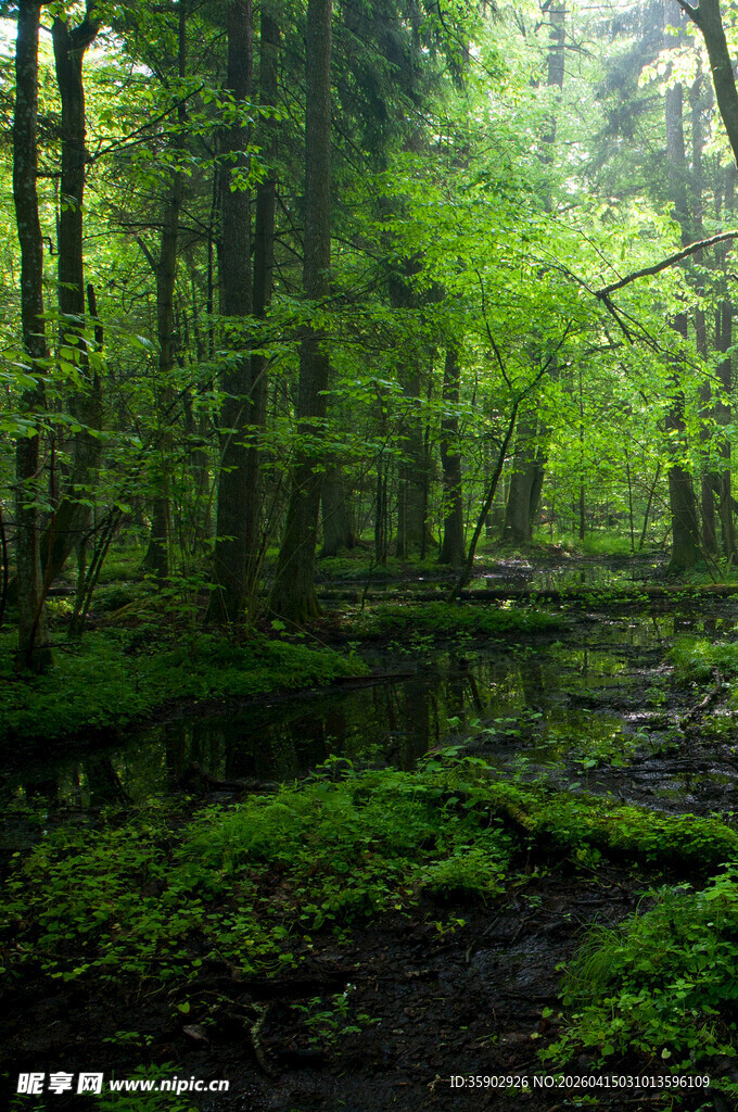 静谧森林中的绿意景致