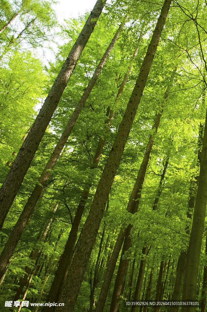 翠绿茂密的森林景观