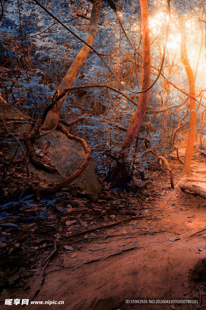 林间光影交织的神秘小径
