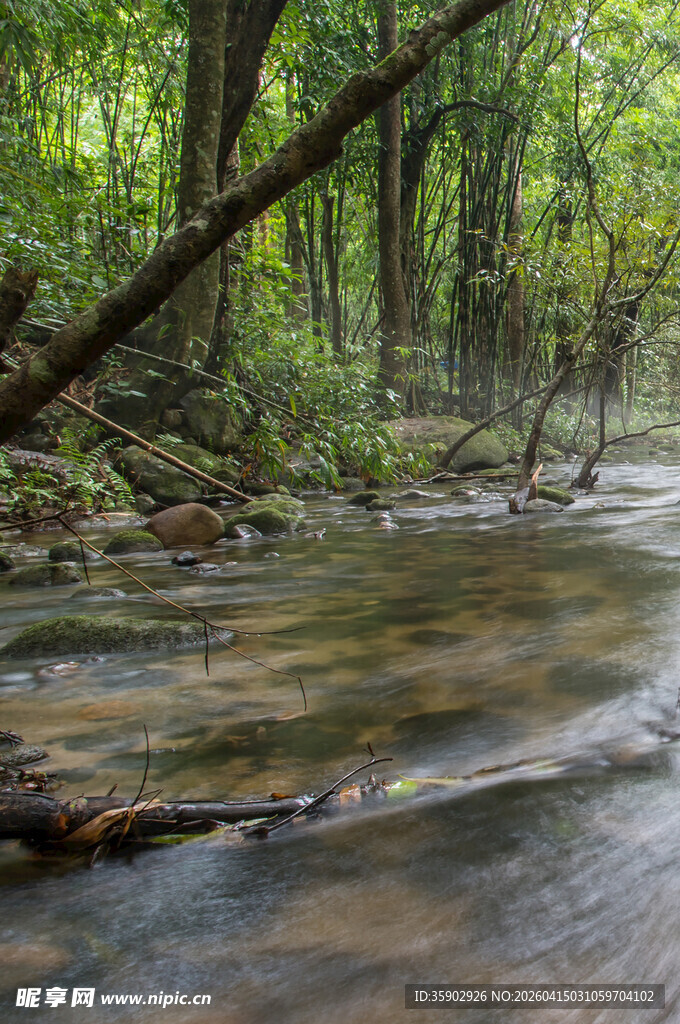 林间溪流静谧自然之景