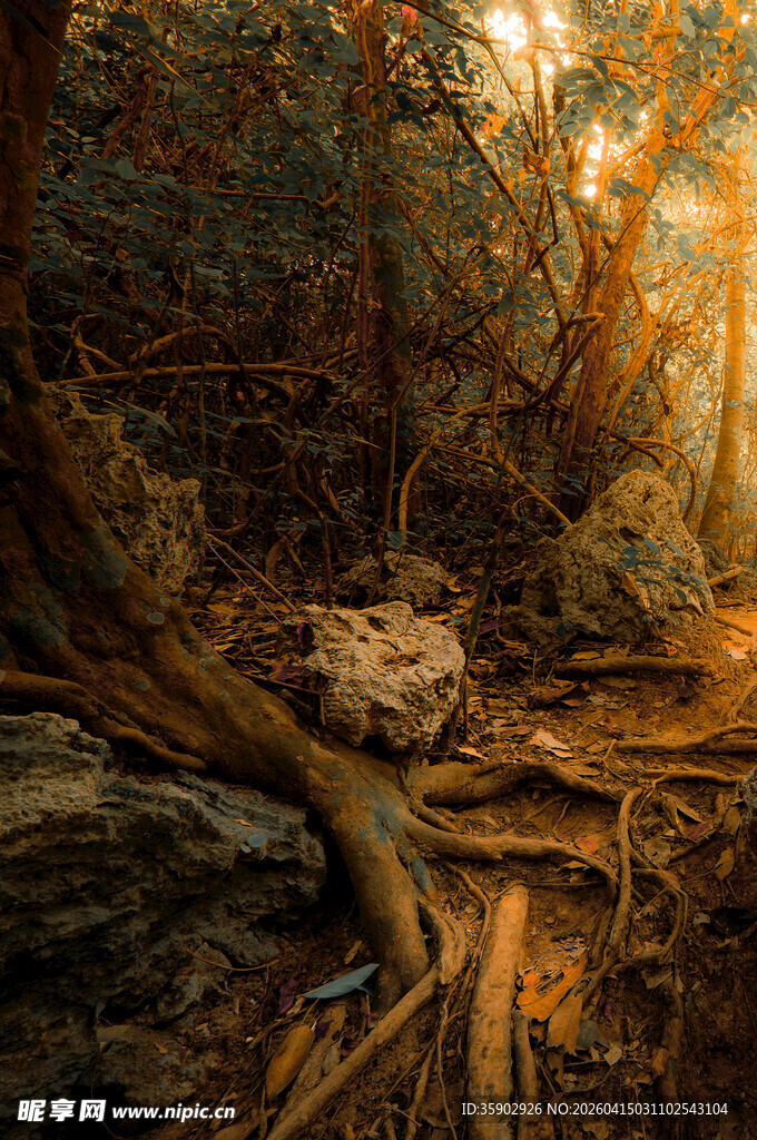 阳光洒落的神秘森林角落