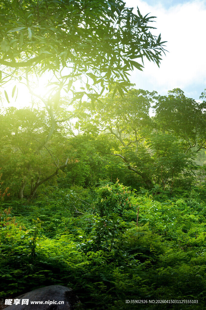 阳光洒落绿意盎然的森林