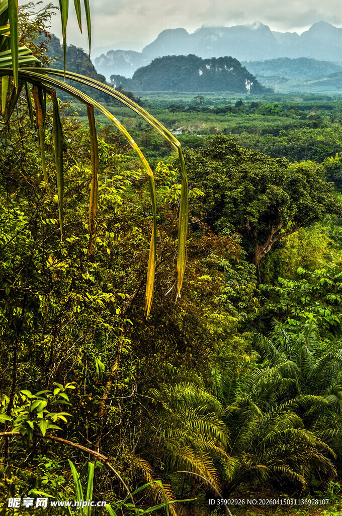 俯瞰繁茂的热带山林景观