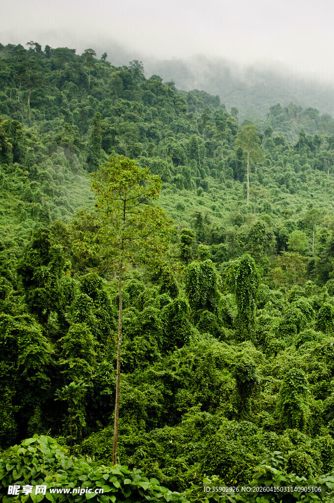 茂密翠绿的原始森林景观