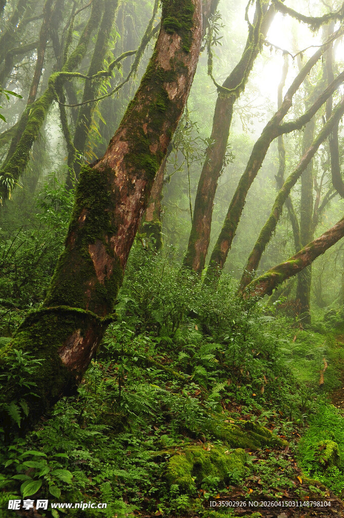 迷雾中的神秘森林景象