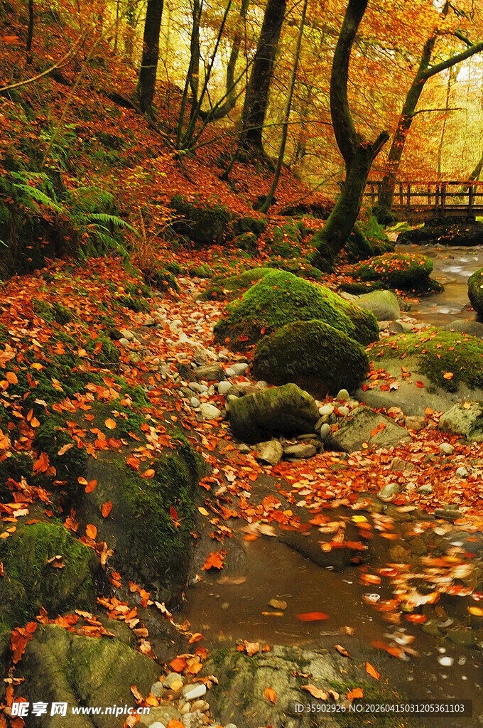 秋日溪边落叶覆林景