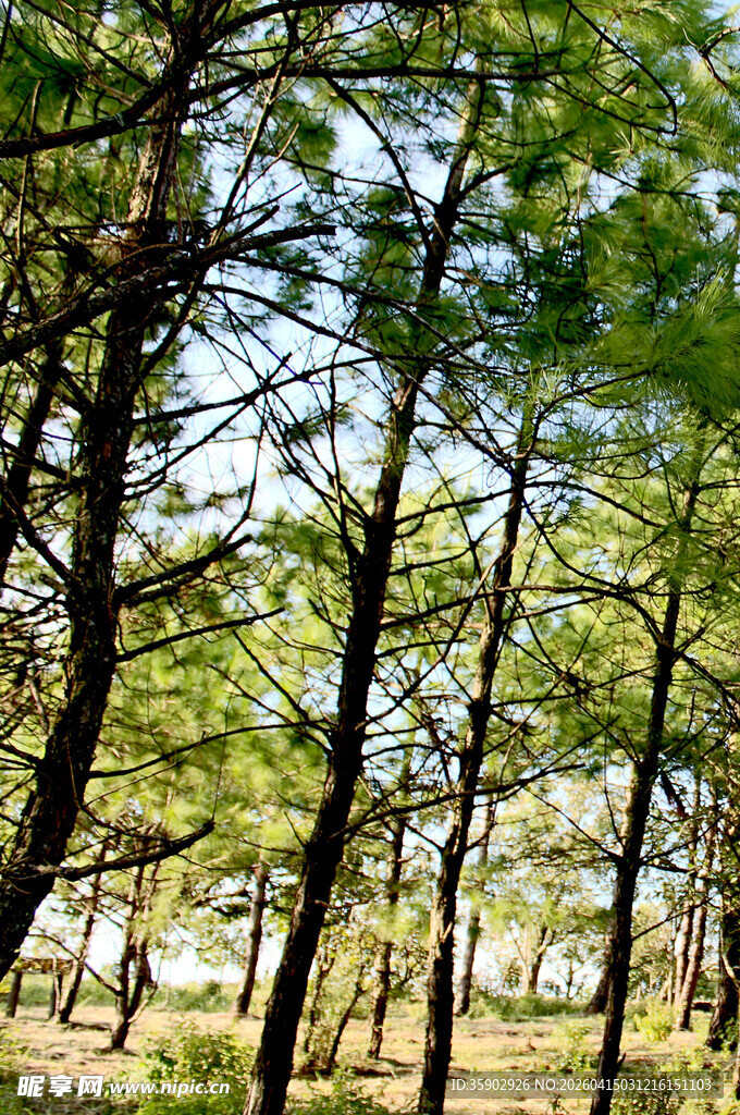 阳光照耀下的茂密松树林