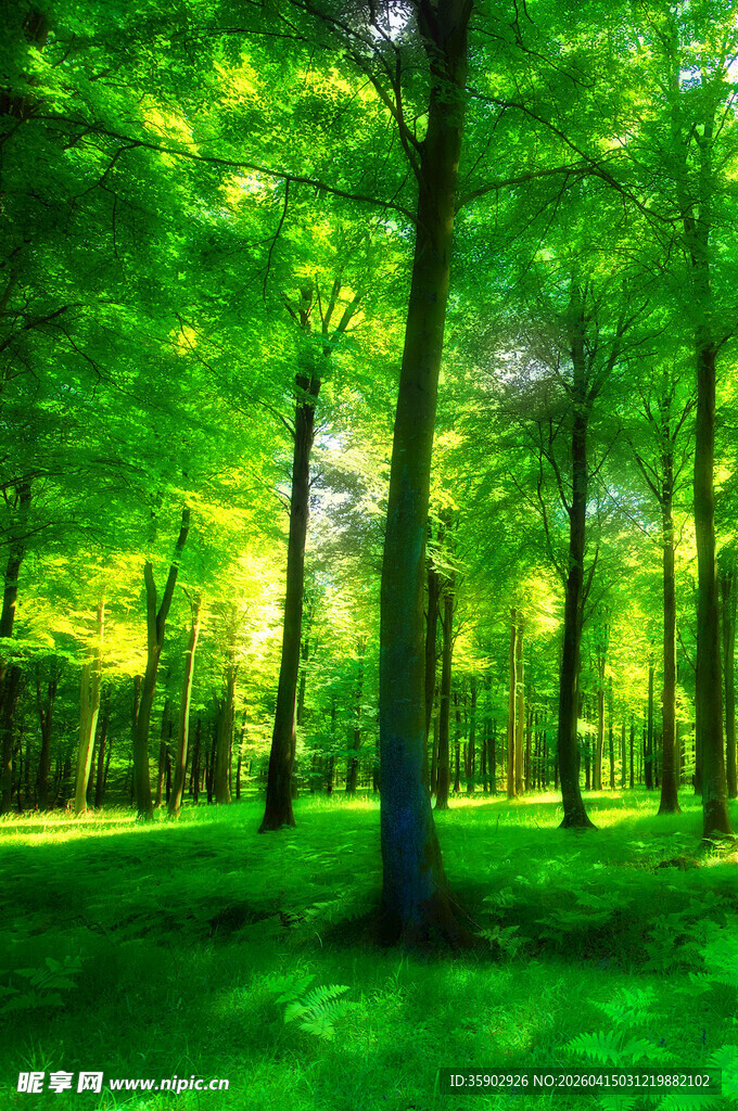 阳光照耀下的翠绿森林