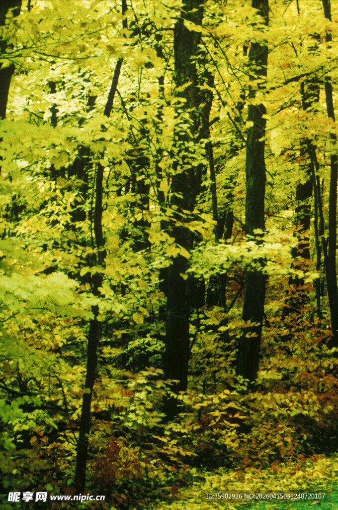 秋日金黄树林美景