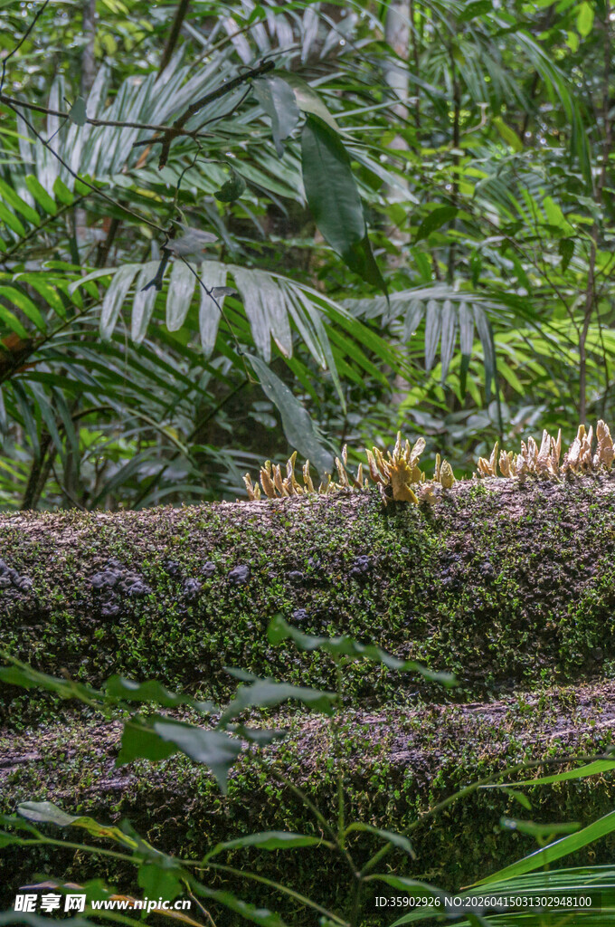 雨林中树干上的昆虫群落