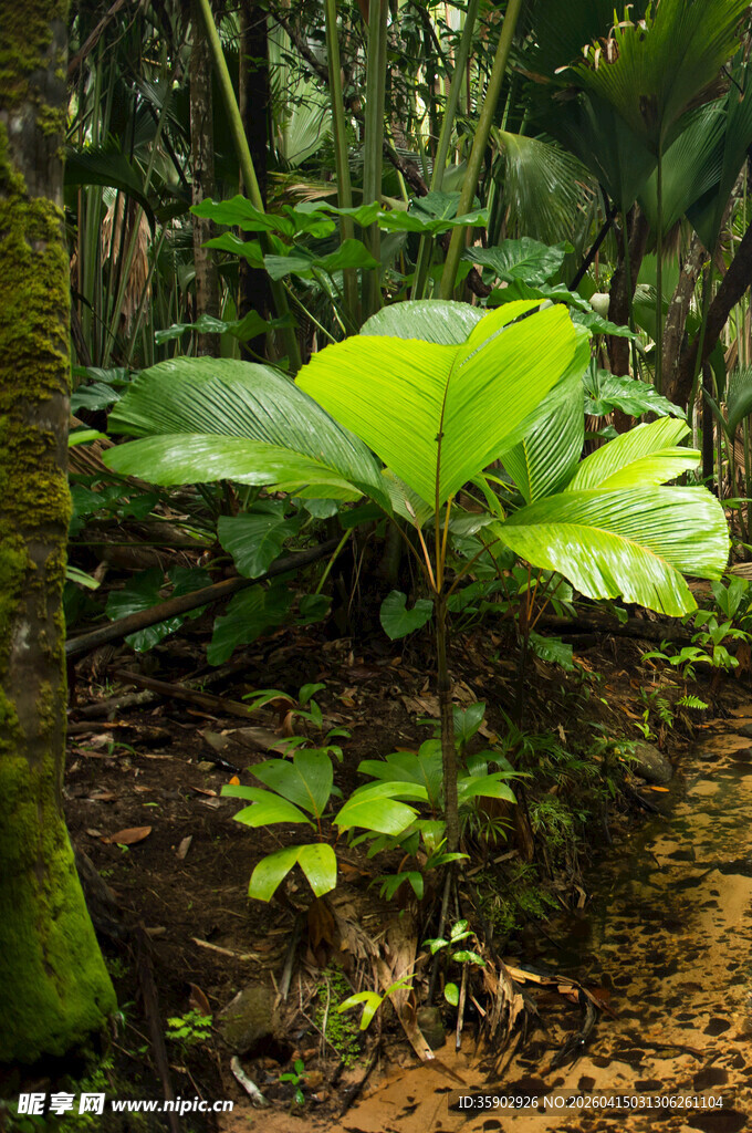 丛林中的大叶植物景观