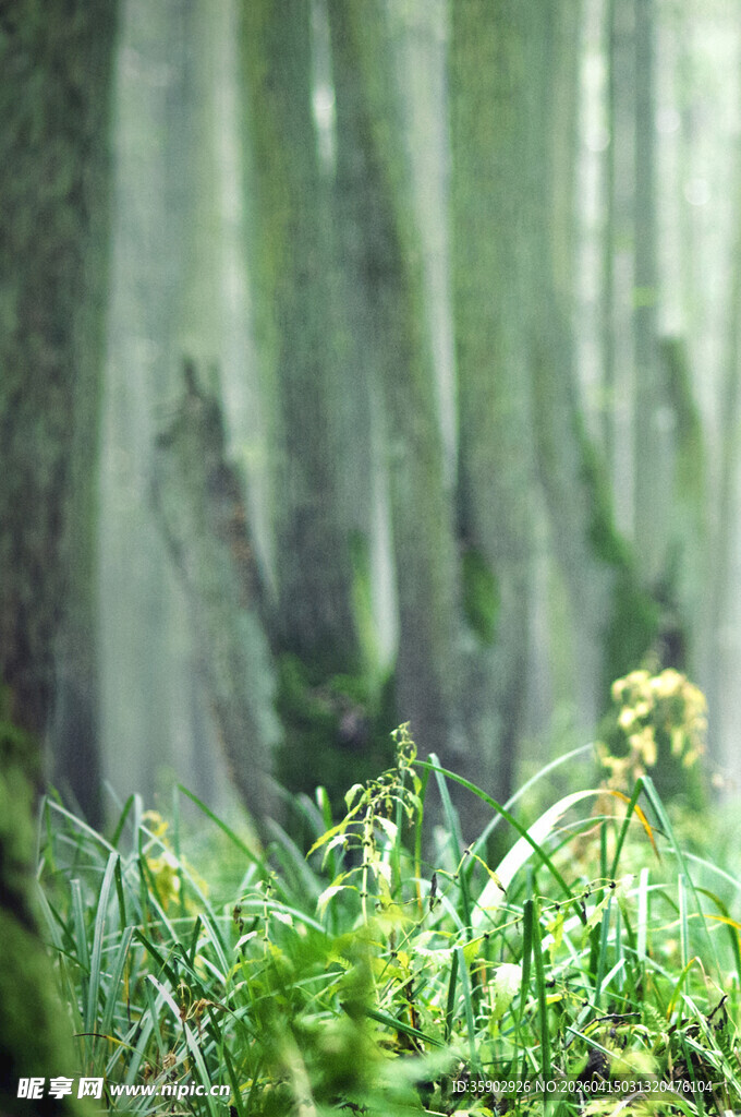 森林中的绿意与生机