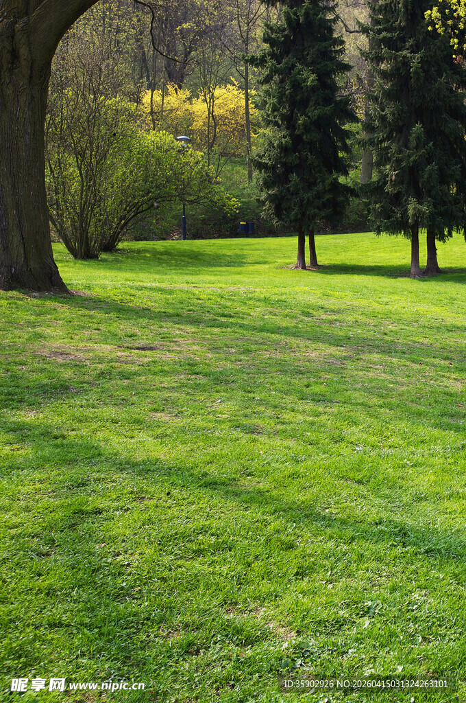 绿意盎然的户外草地风景