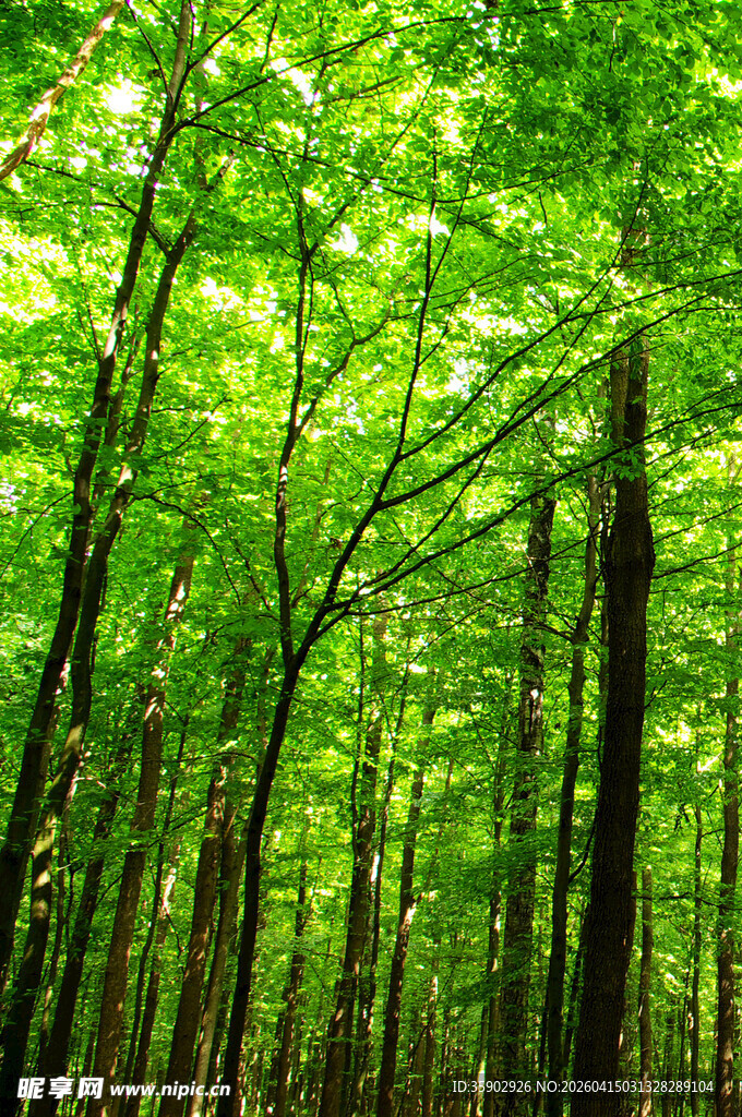 翠绿茂密的森林景象