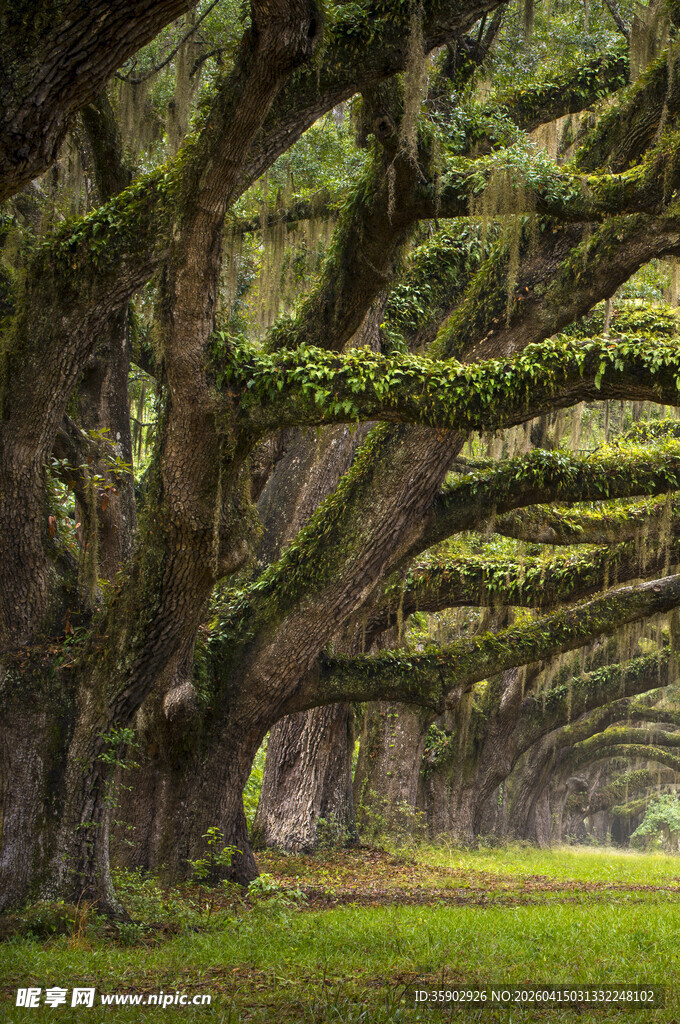 苔藓覆盖的古老树木隧道