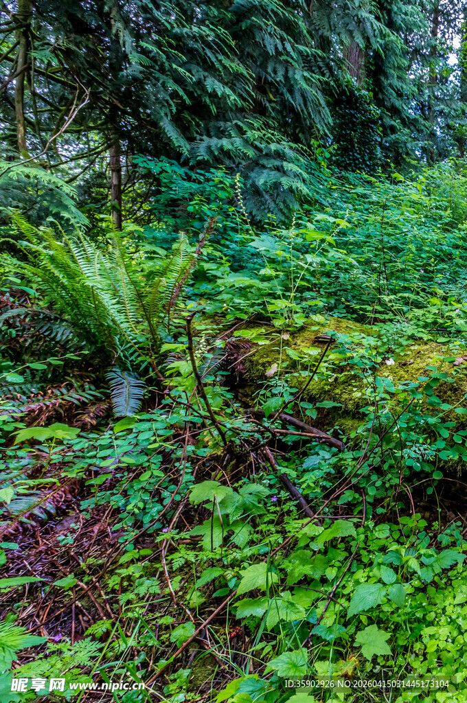 茂密森林中的多样绿植