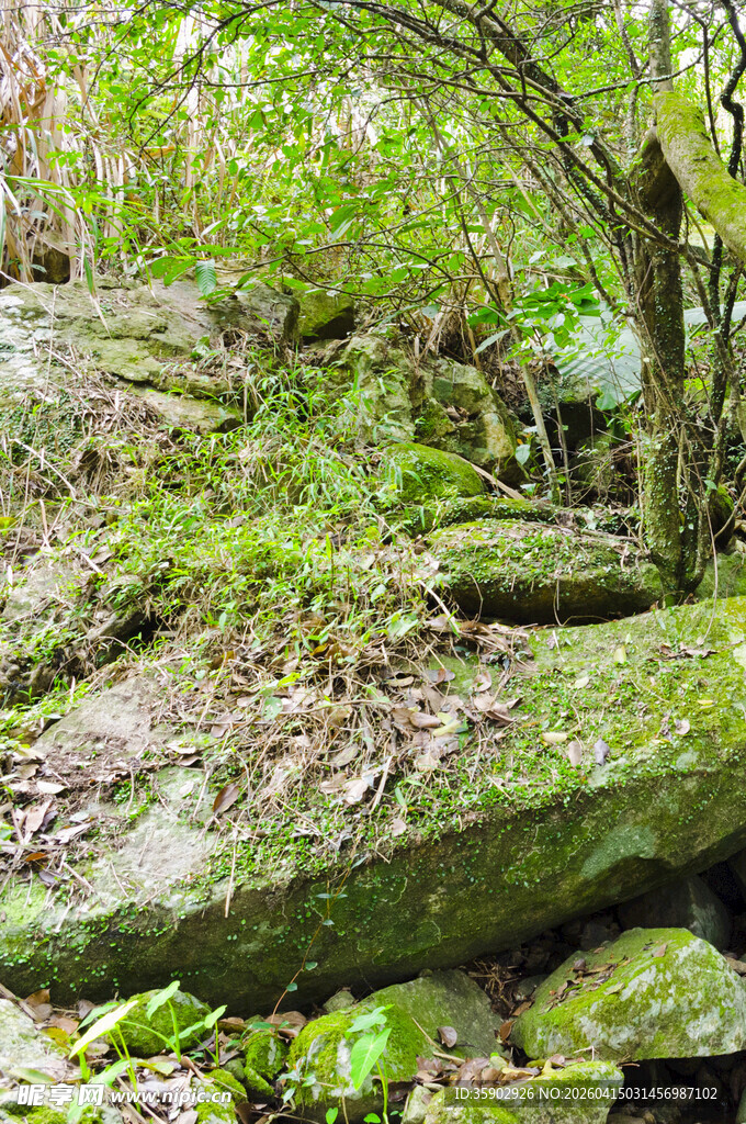 山林间的青苔覆盖岩石景观