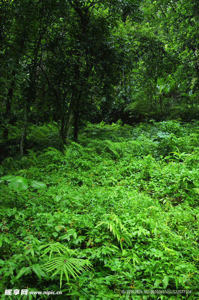 茂密森林中的绿色蕨类植物