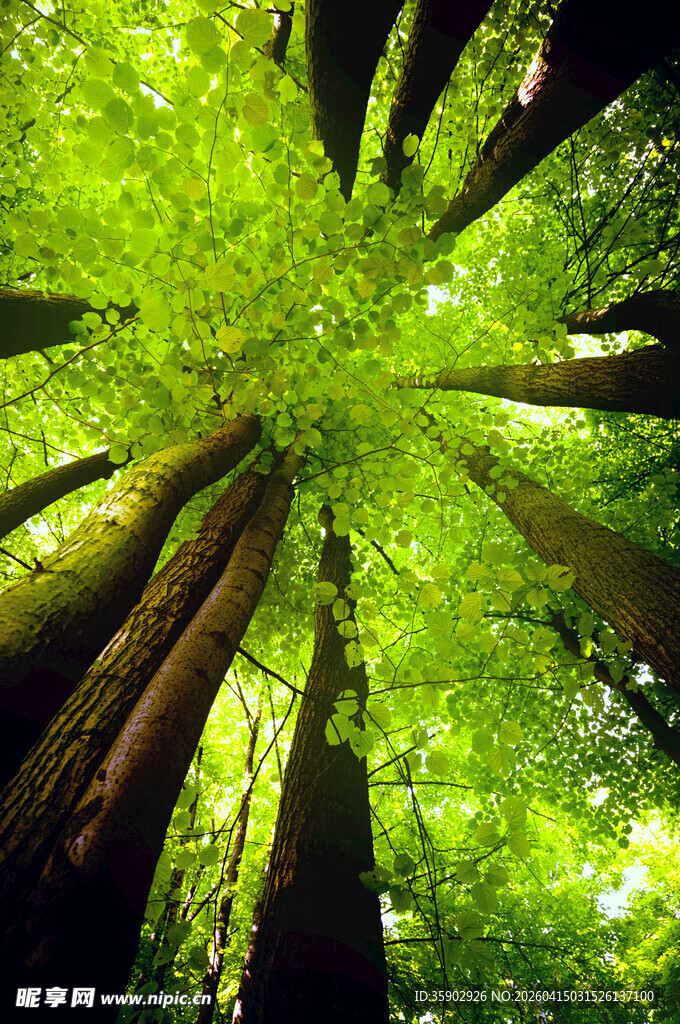 仰视茂密森林绿意盎然