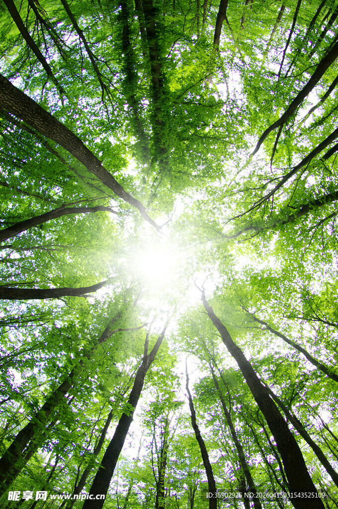 阳光穿透森林绿意盎然