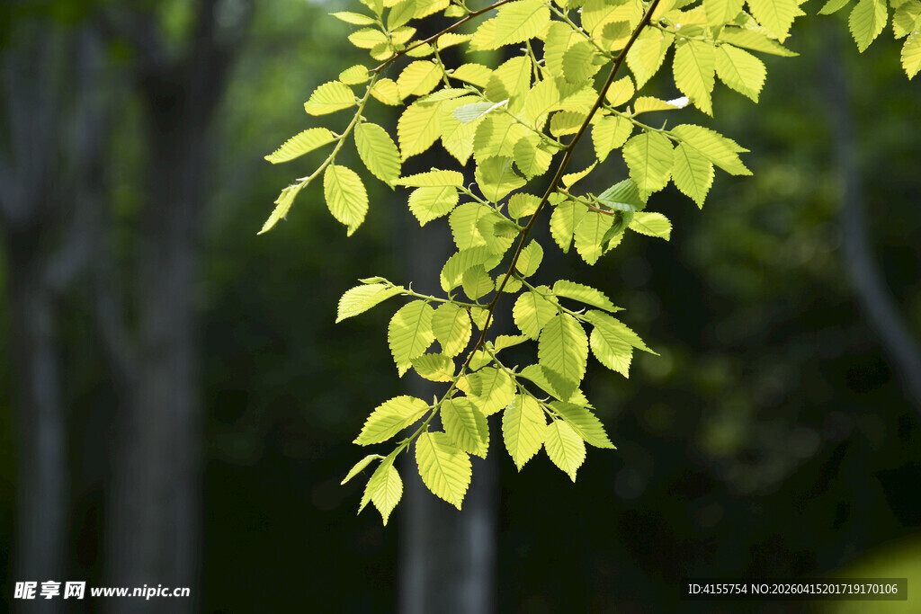 嫩绿枝叶映于林间