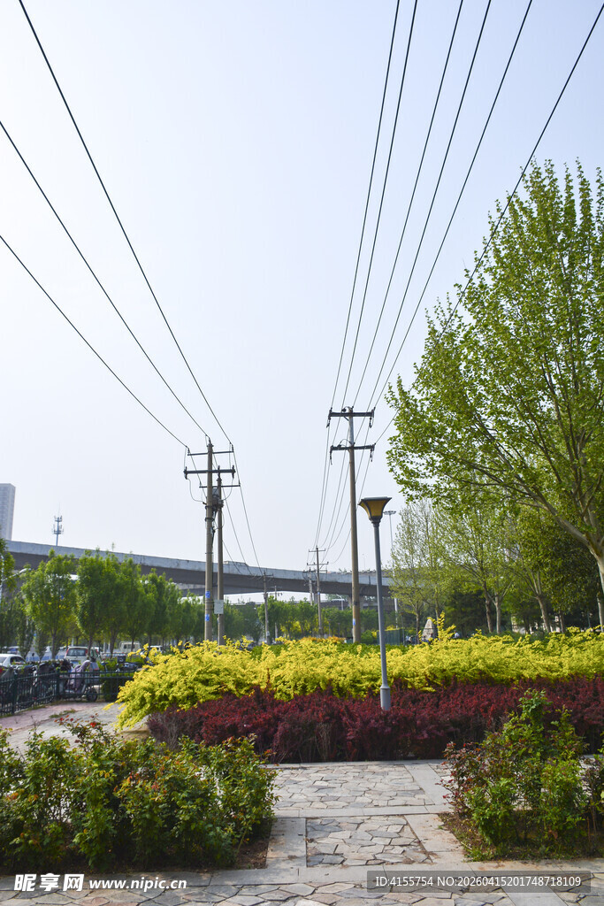 城市路边多彩绿植与电线