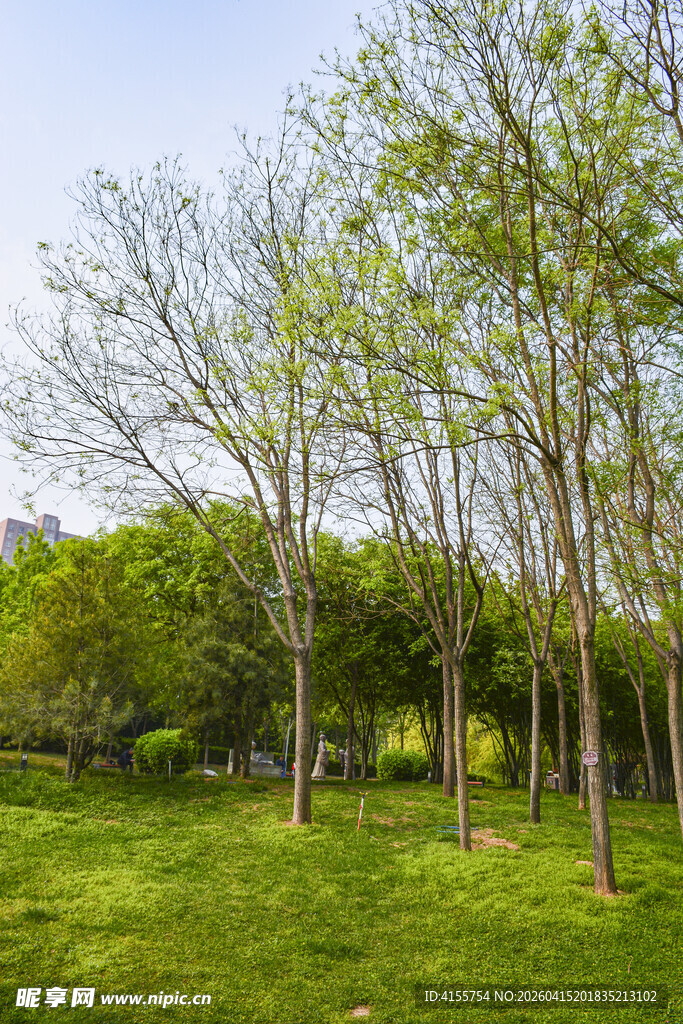春日草地树林清新景致