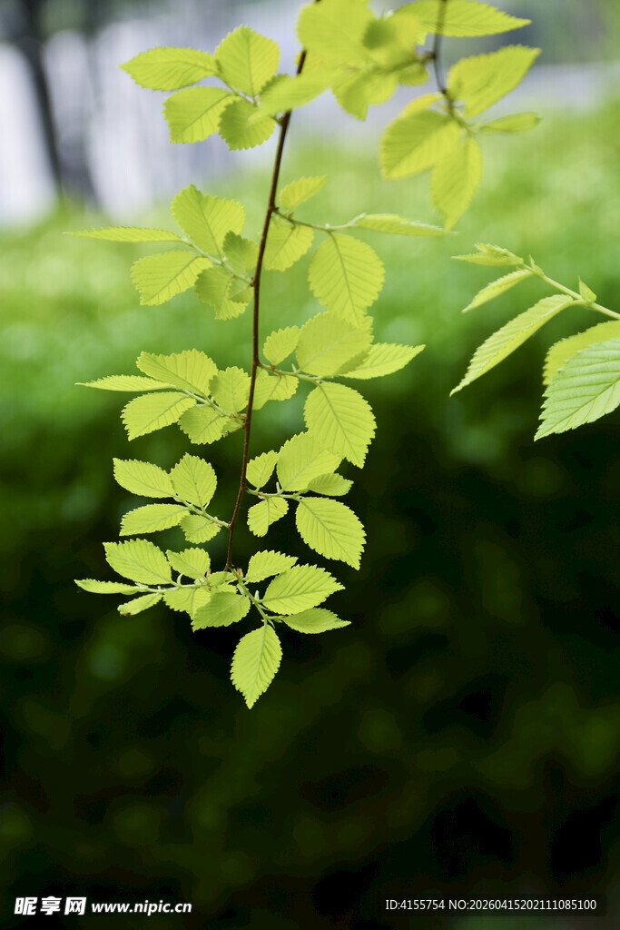 嫩绿枝叶展现自然生机
